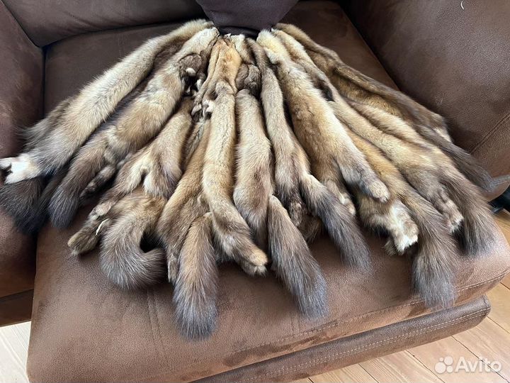 Шкуры соболя