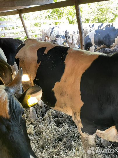 Продаю быков