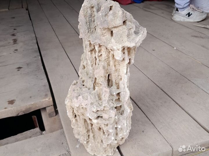 Коралл балянус