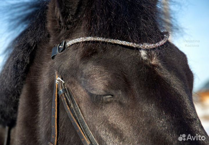 Налобник для лошади