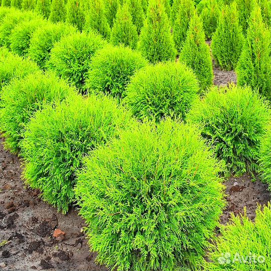 Туи премиум