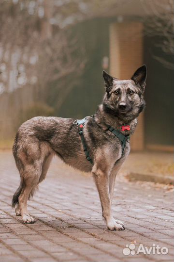 Реми ждет своего человека