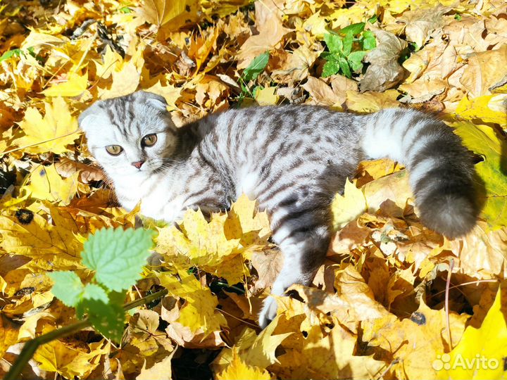 Шотландская вислоухая кошка ищет кота на вязку