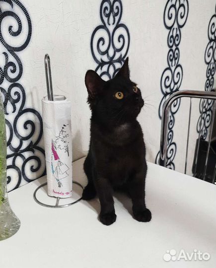 Котенок Яша ищет дом