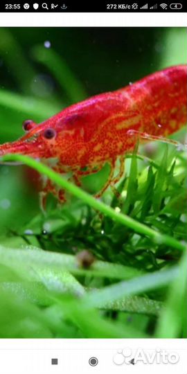 Продажа аквариумных креветок