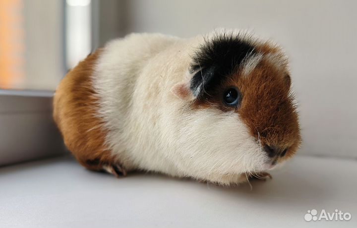 Морская свинка американский тедди самка