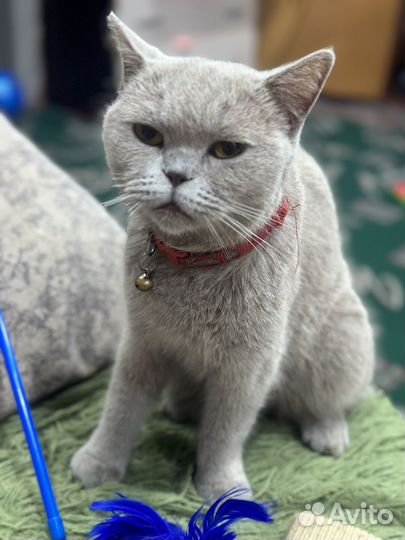 Кошка британка