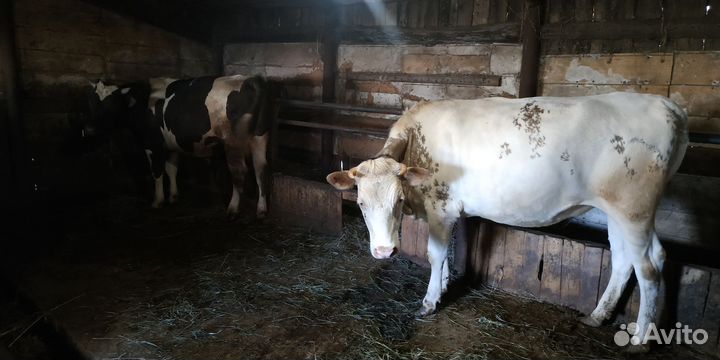 Бык и телка