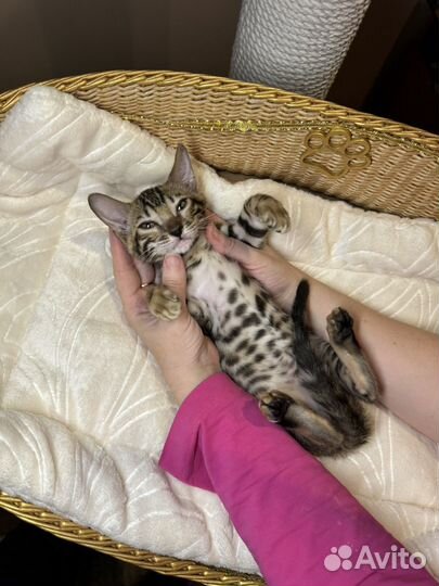 Бенгальская девочка 