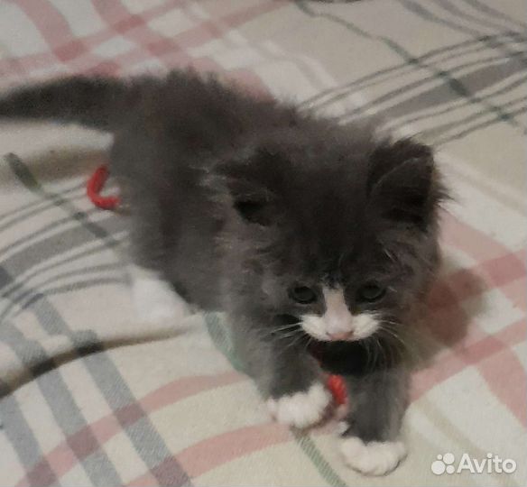 Котенок мальчик 4 недели