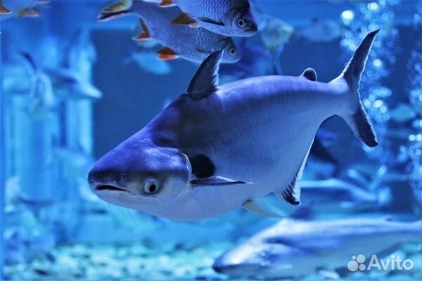 Сом Пангасиус Высокоплавничный (Pangasius sanitwo