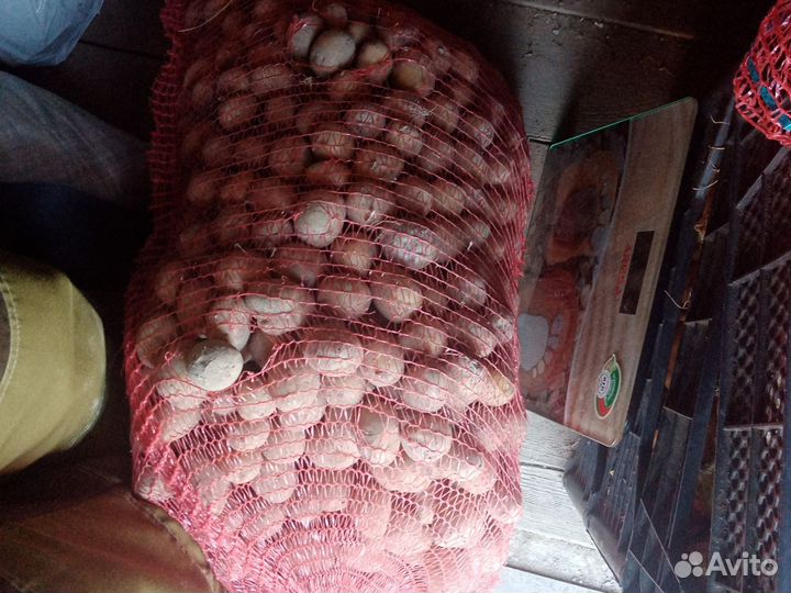 Картофель мелкий цена за сетку 20 кг