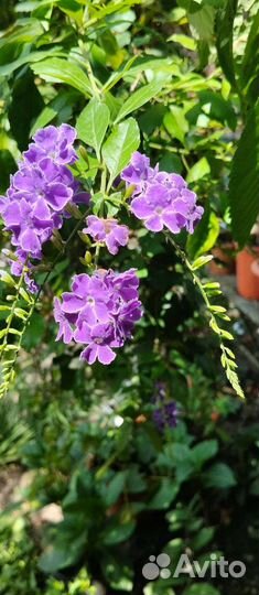 Русселия дуранта пандария пересские золотистая