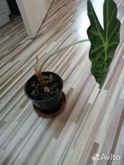 Комнатные растения