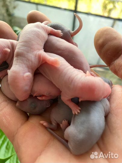 Крысы кормовые