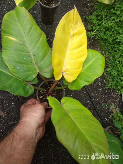 Филодендрон Ло Споттед