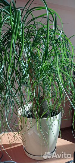 Нолина, бокарнея, слоновья нога