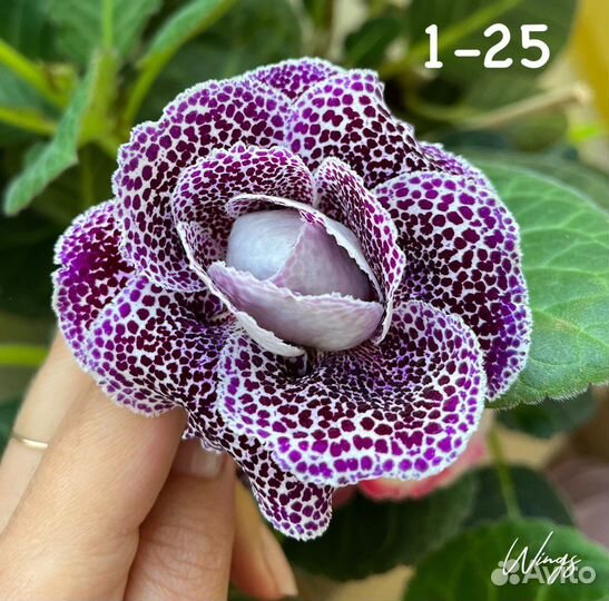 Глоксиния (лист срежу)