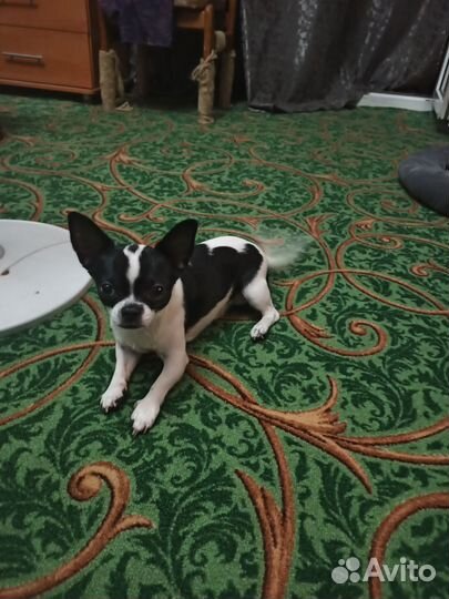 Вязка чихуахуа