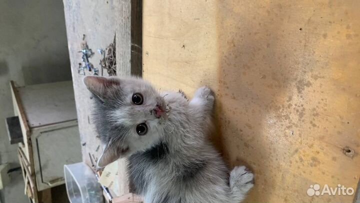Кошка (отдам в добрые руки)