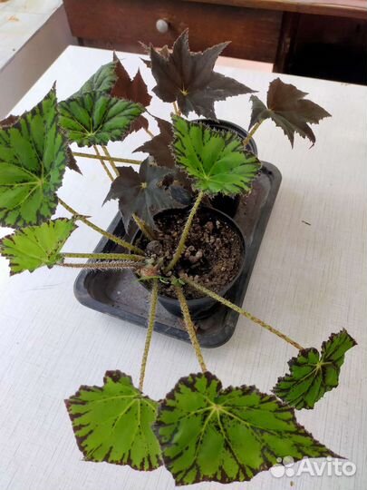 Комнатные растения