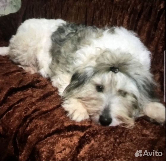 Дакота ищет дом и любимую семью