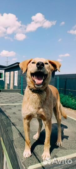 Собака в добрые руки