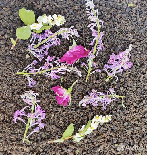 Лечебные травы