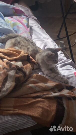 Шотландская кошка вязка