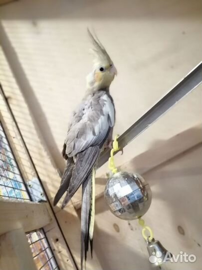 Попугай корелла птенец