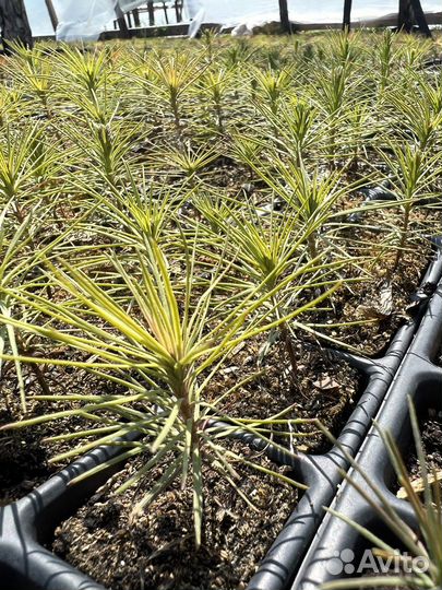 Сеянцы сосны