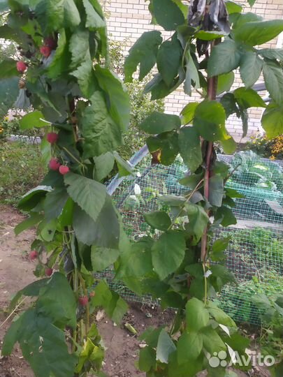 Саженцы вишни родительской сладкой