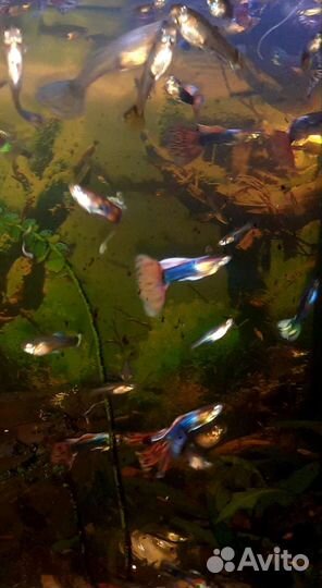 Аквариумные рыбки гуппи