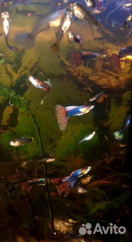 Аквариумные рыбки гуппи