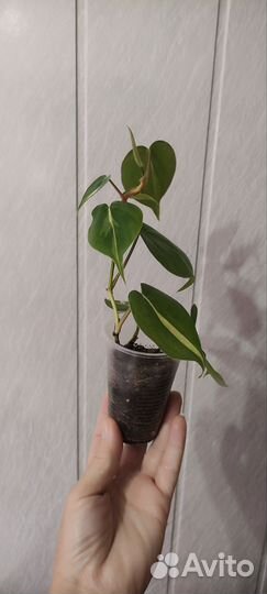 Филодендрон медиопикта триколор