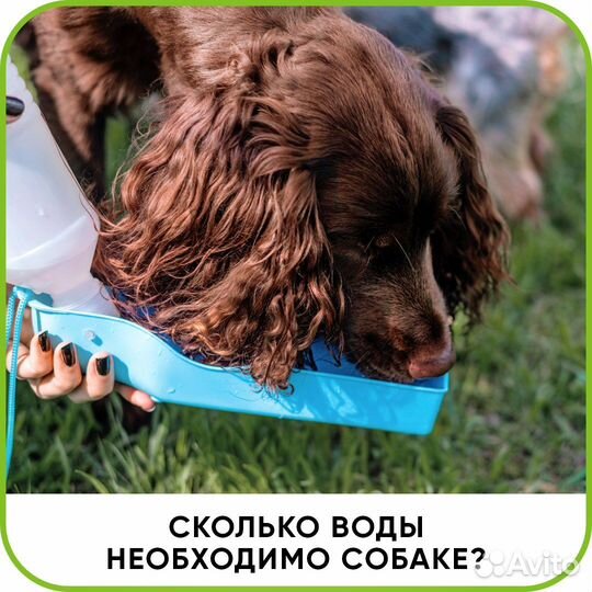 Ветеринарная помощь. Выезд на дом