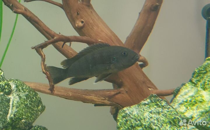 Цихлиды оз. Малави Яло Риф