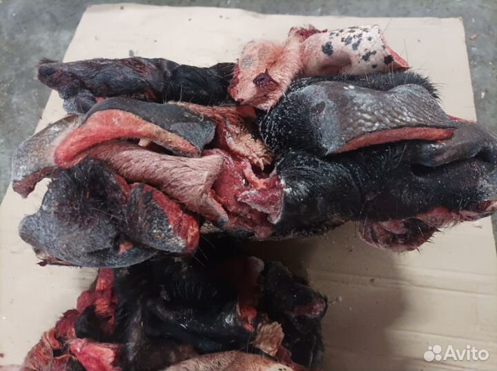 Носы говяжьи для собак