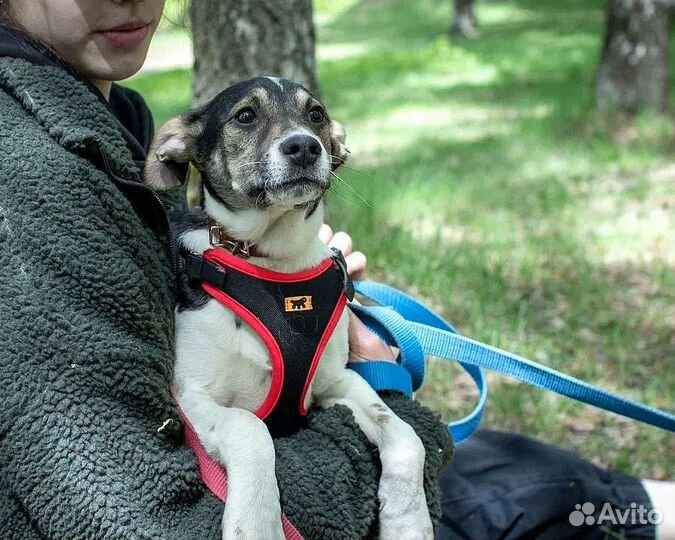 Щенок 6 месяцев ищет дом
