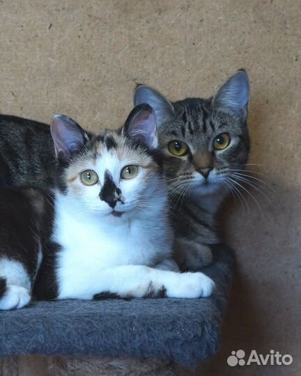 Эксклюзивная трёхцветочка