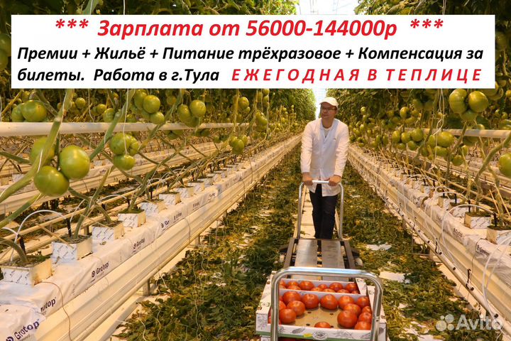 Упаковка фасовка Помидор Выплаты Еженедельно