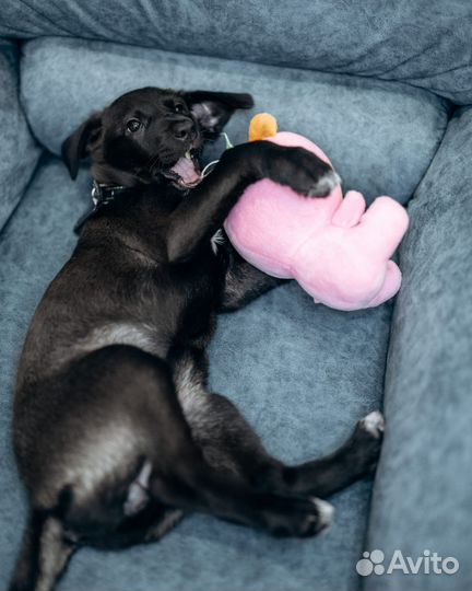 Щенок(метис лабрадор девочка) в добрые руки