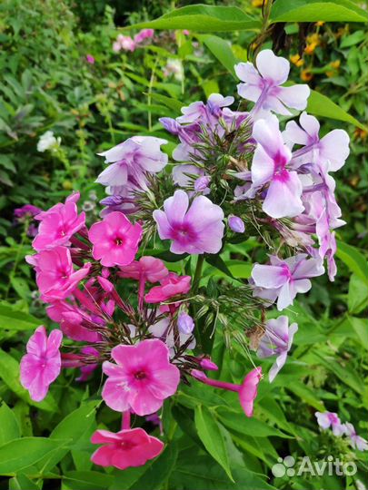 Многолетние цветы для дачи,сада