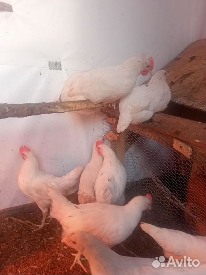 Молодые петушки