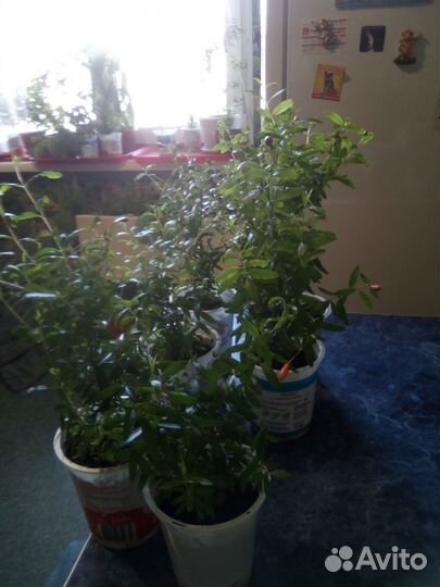 Продается комнатный гранат