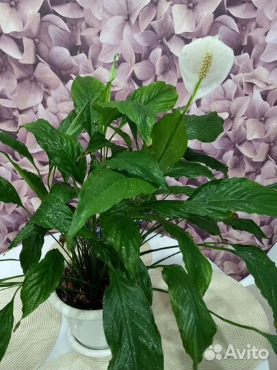 Спатифиллум