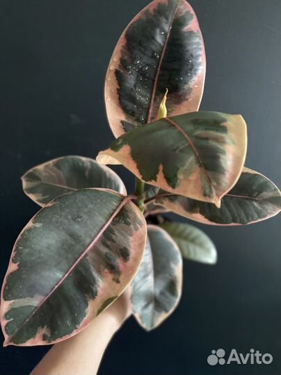 Фикус Лирато, Бейлиз