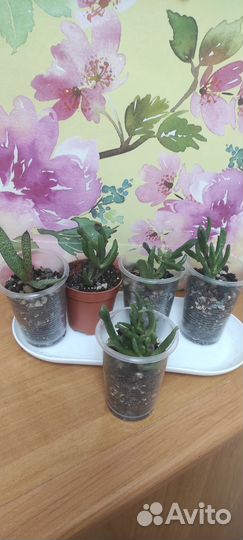 Красула хоббит детки