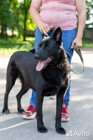 Отдам собаку