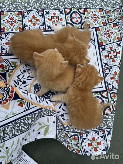 Котята солнышки в добрые руки